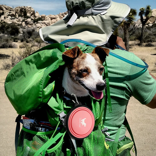 Collapsible Dog Bowl